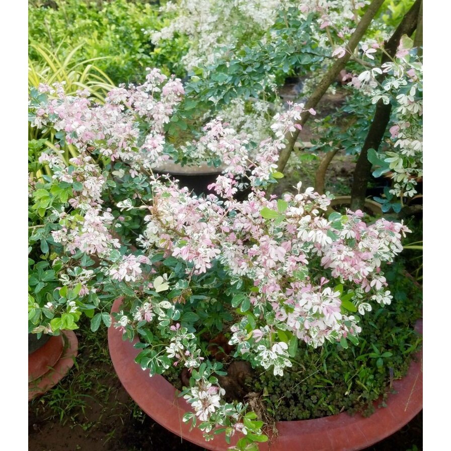Cây me bonsai cẩm thạch - cây cảnh bonsai
