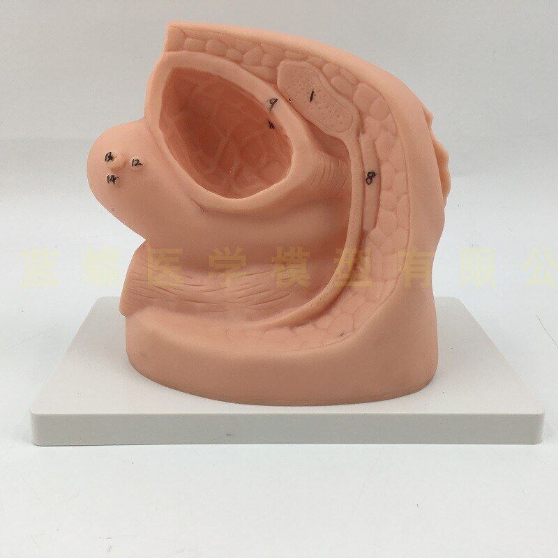 Science Education Male Female Catheter Anatomy Teach Set,Genital Organ