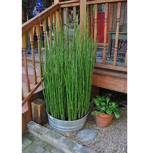 50 Seeds (buy 2 get 1 free) Can Be Grown Indoors Fresh Moso Bamboo Tree