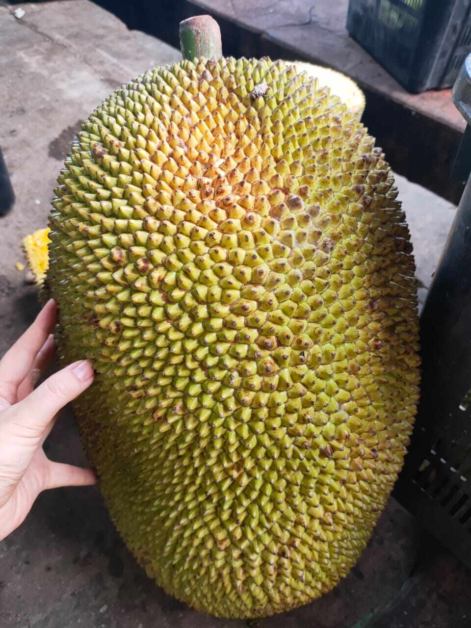 Fresh Tropical Fruit Sweet Jackfruit Buah Nangka 菠萝蜜 1Nos 13-15kg (only in  Penang) | Lazada