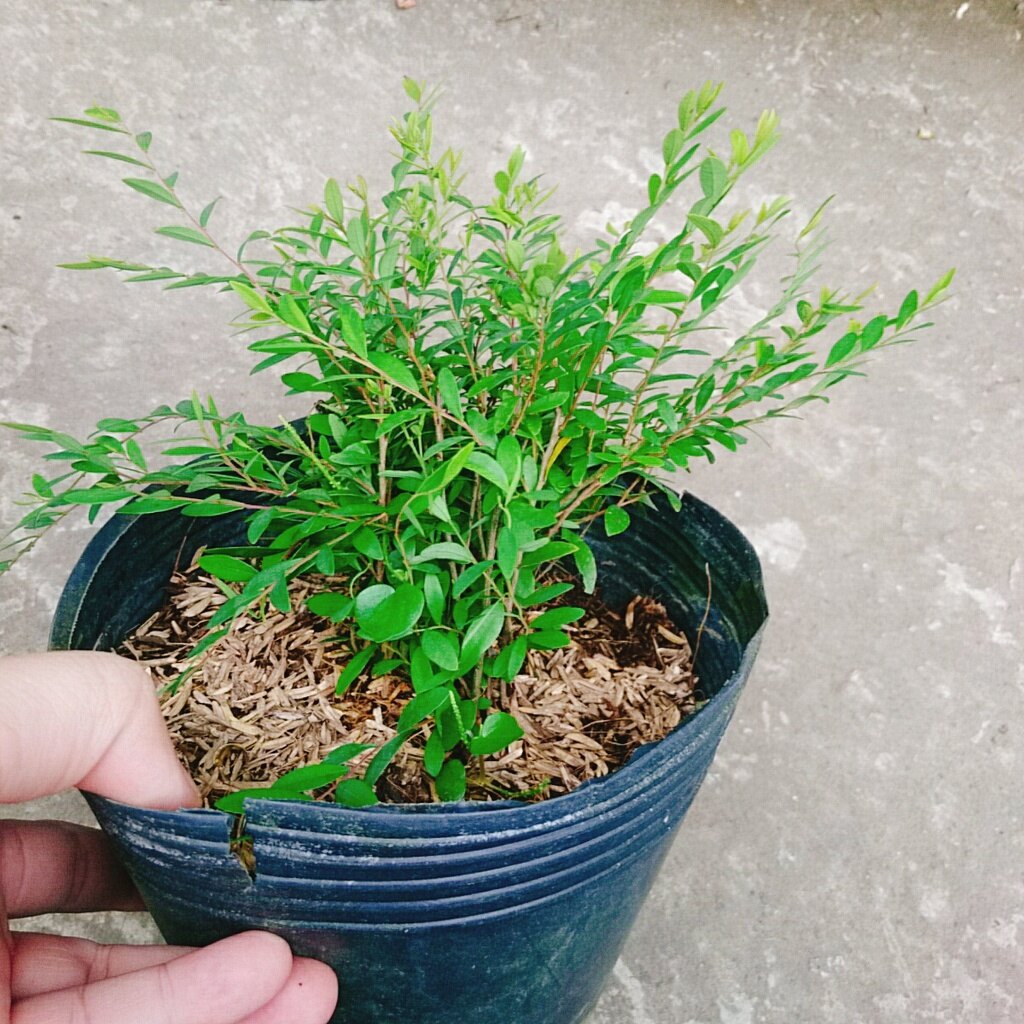 Cây Sơn Liễu Thái - cây cảnh sân vườn