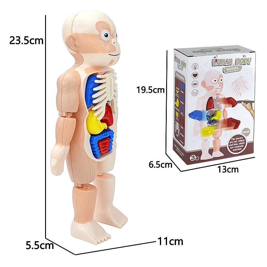 Kid Montessori 3D Puzzle Human Body Anatomy Model Educational Learning ...