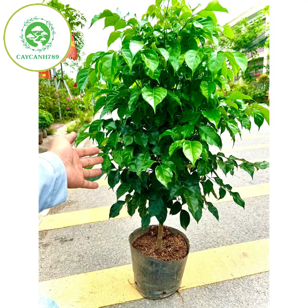 Cây hạnh phúc 1 thân dáng tree cao 1m (ảnh thật số 2)