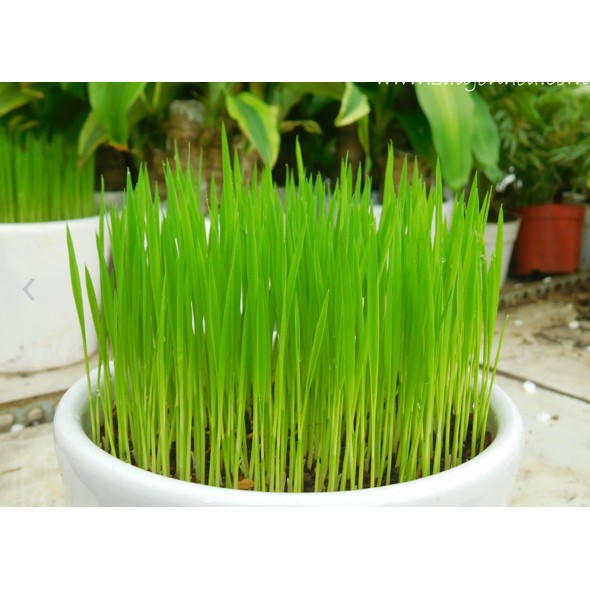 200 Hạt giống lúa nước trồng trang trí