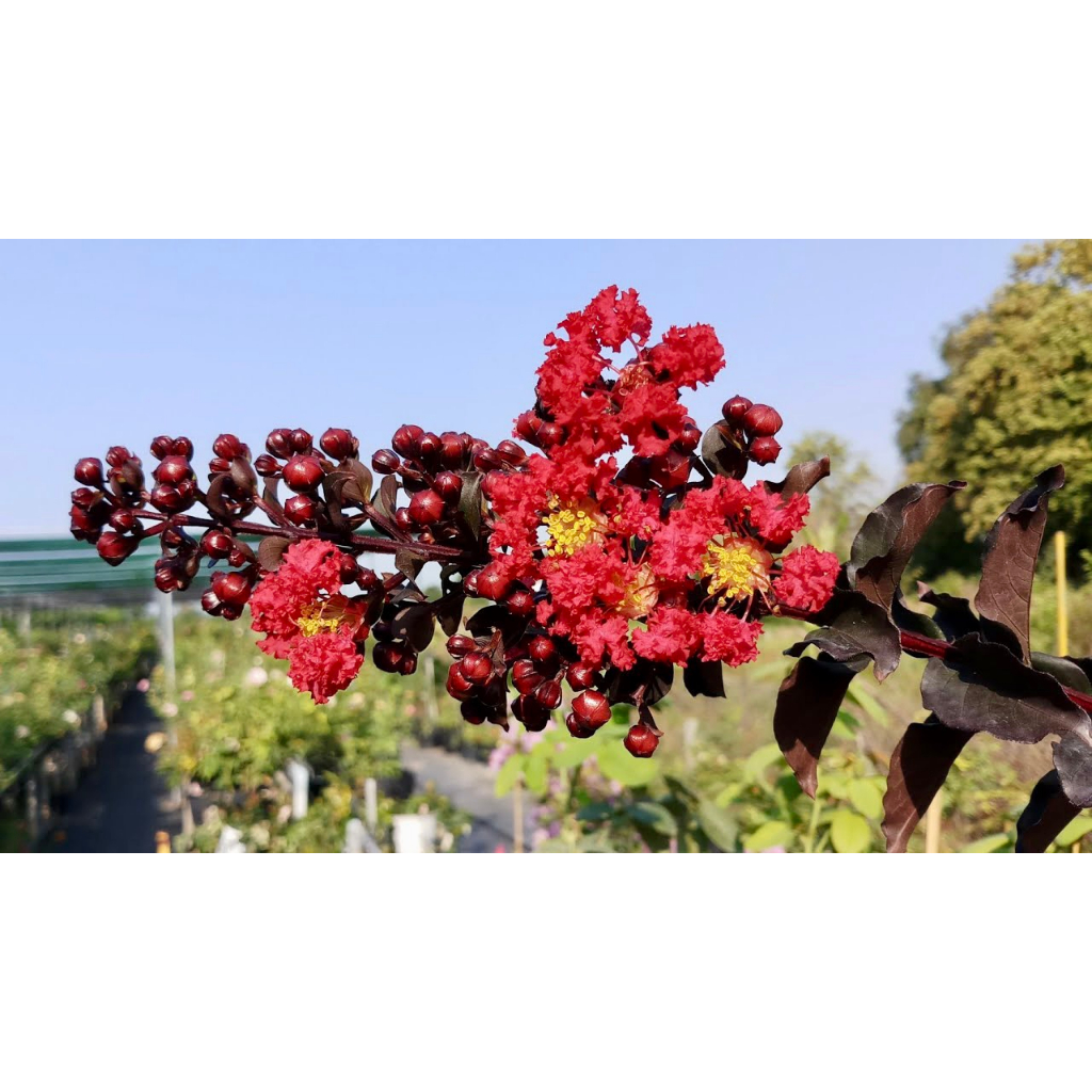 Cây tường vi huyết long giống (Ảnh thật số 2)