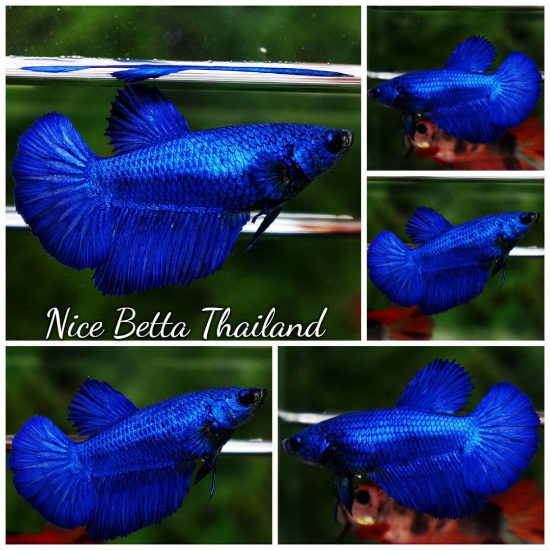 betta fish royal blue