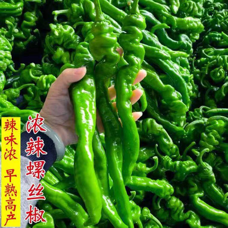Chinese screw pepper seeds, organic vegetable seeds, green home use large sweet pepper seeds