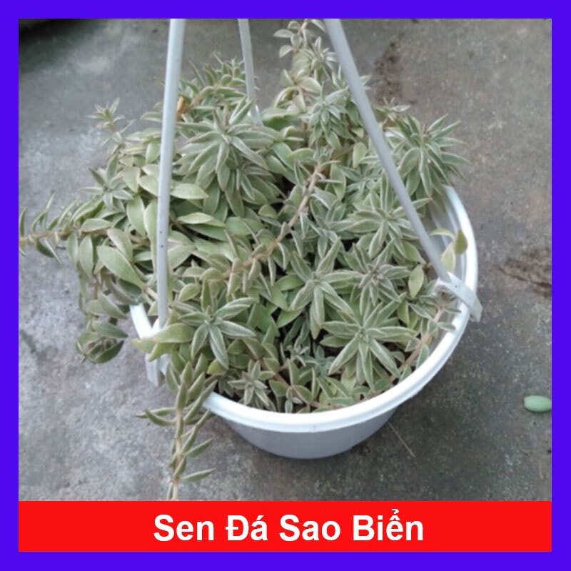 Sen Đá Sao Biển - cây cảnh trang trí