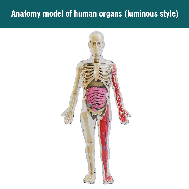 TOYSMARS Kid Montessori 3D Puzzle Human Body Anatomy Model Educational Learning Organ Assembled Toy Body Teaching Tool Children