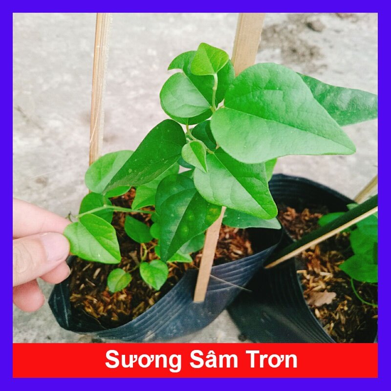 Cây sương sâm trơn (ươm cành rễ ổn định)