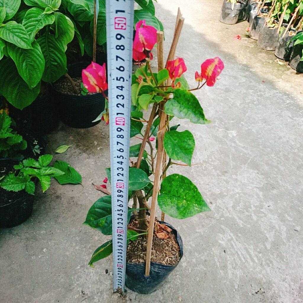 Cây hoa giấy đổi màu Ấn Độ - cây cảnh để bàn