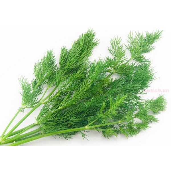 10gr~2000 hạt giống rau thì là trồng quanh năm