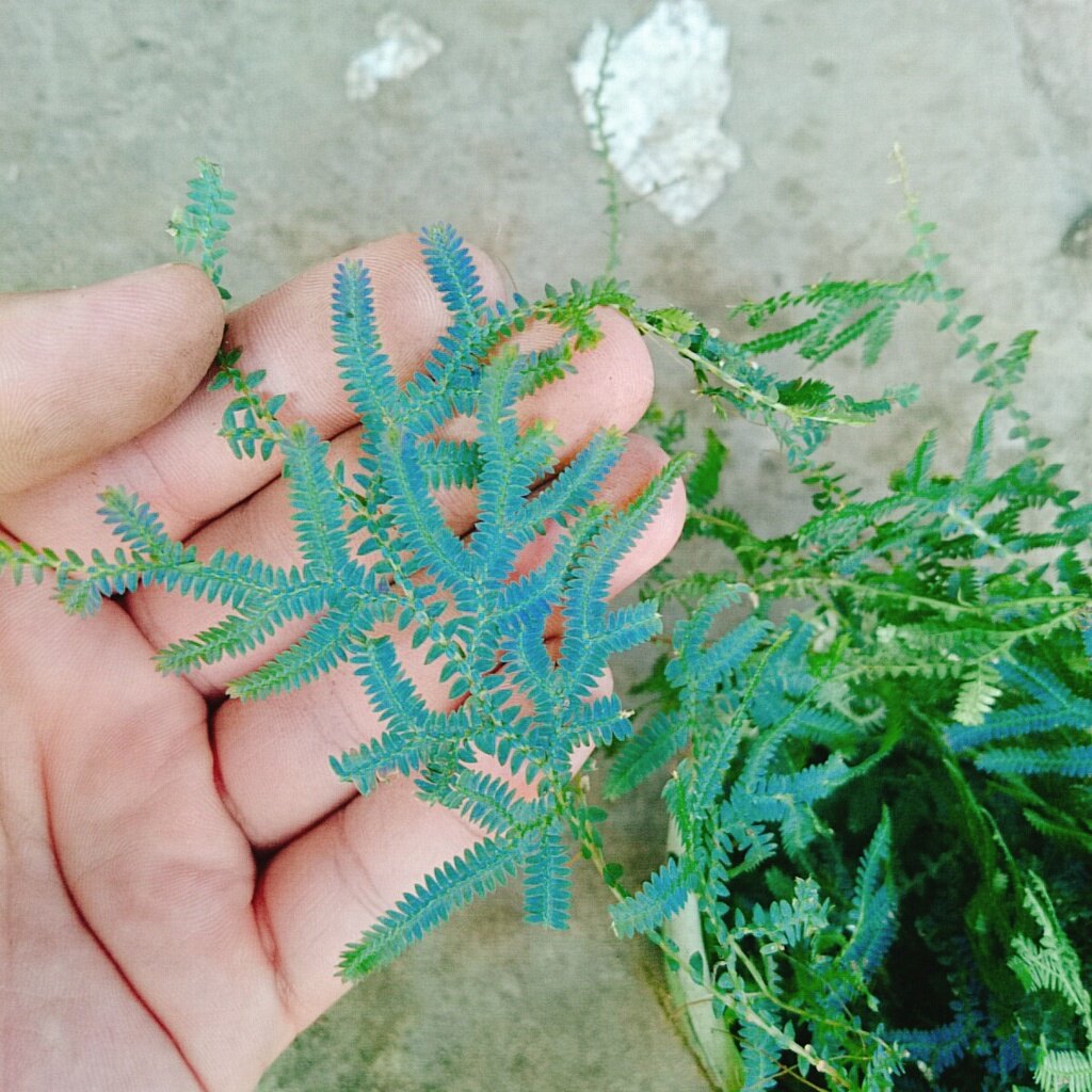 Cây Dương Xỉ Dạ Quang - cây cảnh để bàn