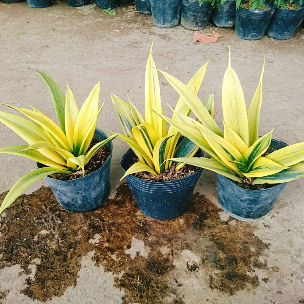 Cây Lưỡi Hổ Hoàng Kim - cây cảnh để bàn