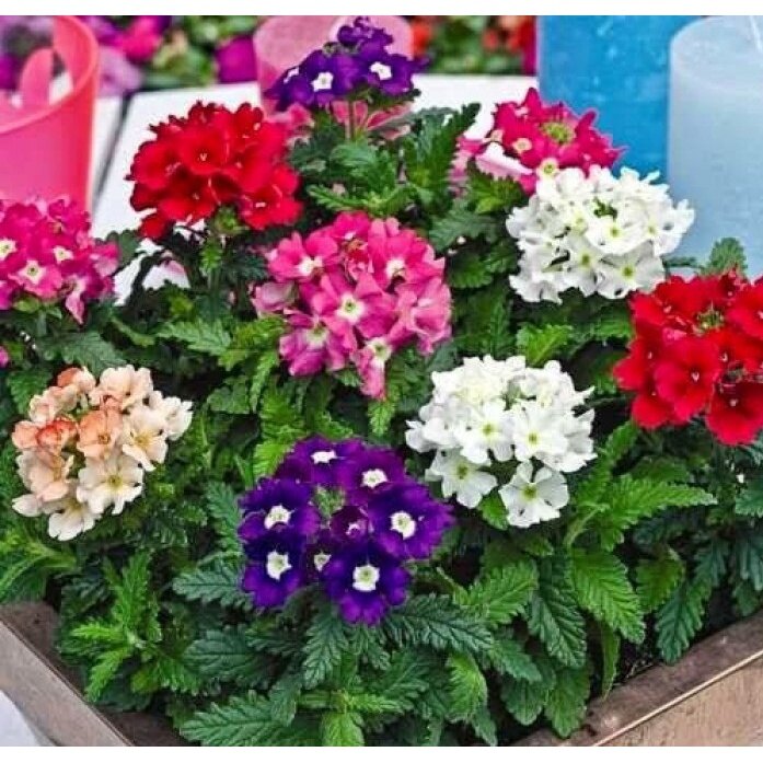 Ma168 hạt giống hoa cúc lá nho 60 hạt