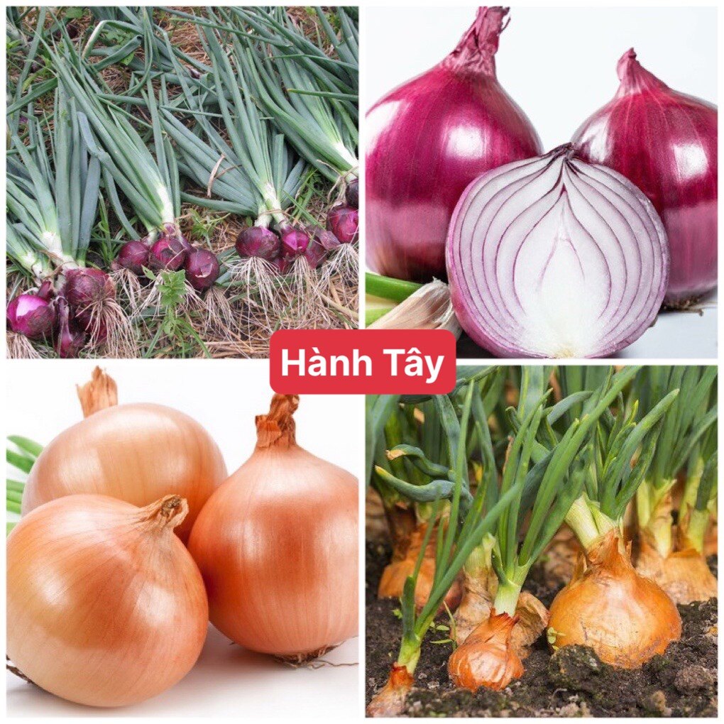Hạt giống hành tây f1 dễ trồng năng suất cao