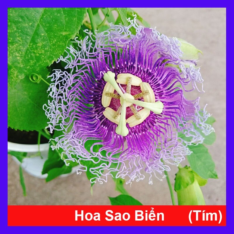 Cây Hoa Sao Biển - cây cảnh đẹp