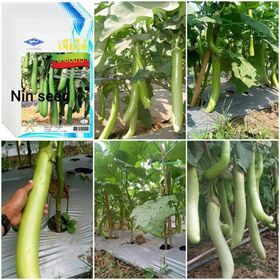 300H - Hạt Giống Cà Xanh Mỡ Dài Thái Lan