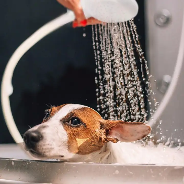 Buyinbulk New Pet Faucet Sprayer For Dog Cat Shower Head Multi