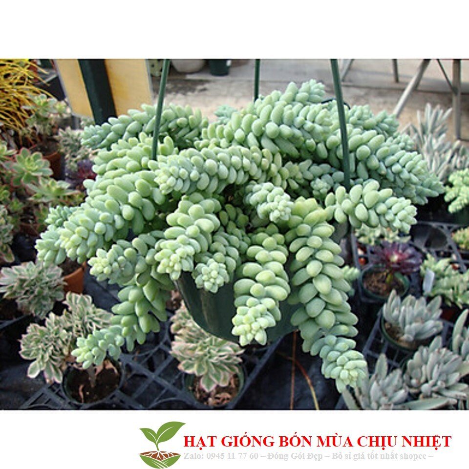 MA287 Hạt giống sen đá chuỗi ngọc 20 HẠT