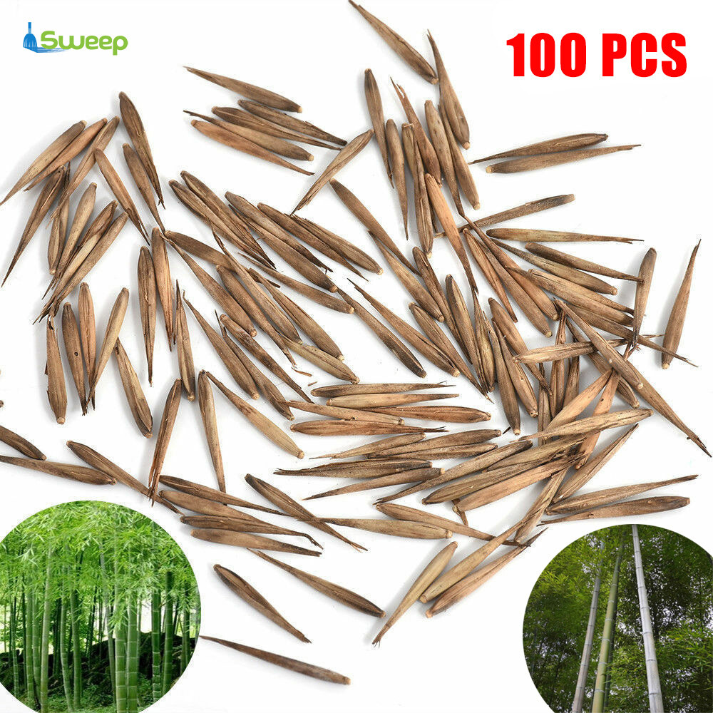 100Pcs Seeds Phyllostachys Moso-Bamboo Seeds Garden Plants Decor