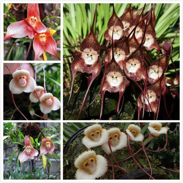 10Pcs Seeds Orchids Dracula Pholeodytes Monkey Face Cave-Hiding Dracula Flower 