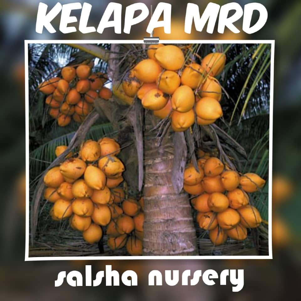 Pokok Kelapa Malayan Red Dwarf MRD | Lazada