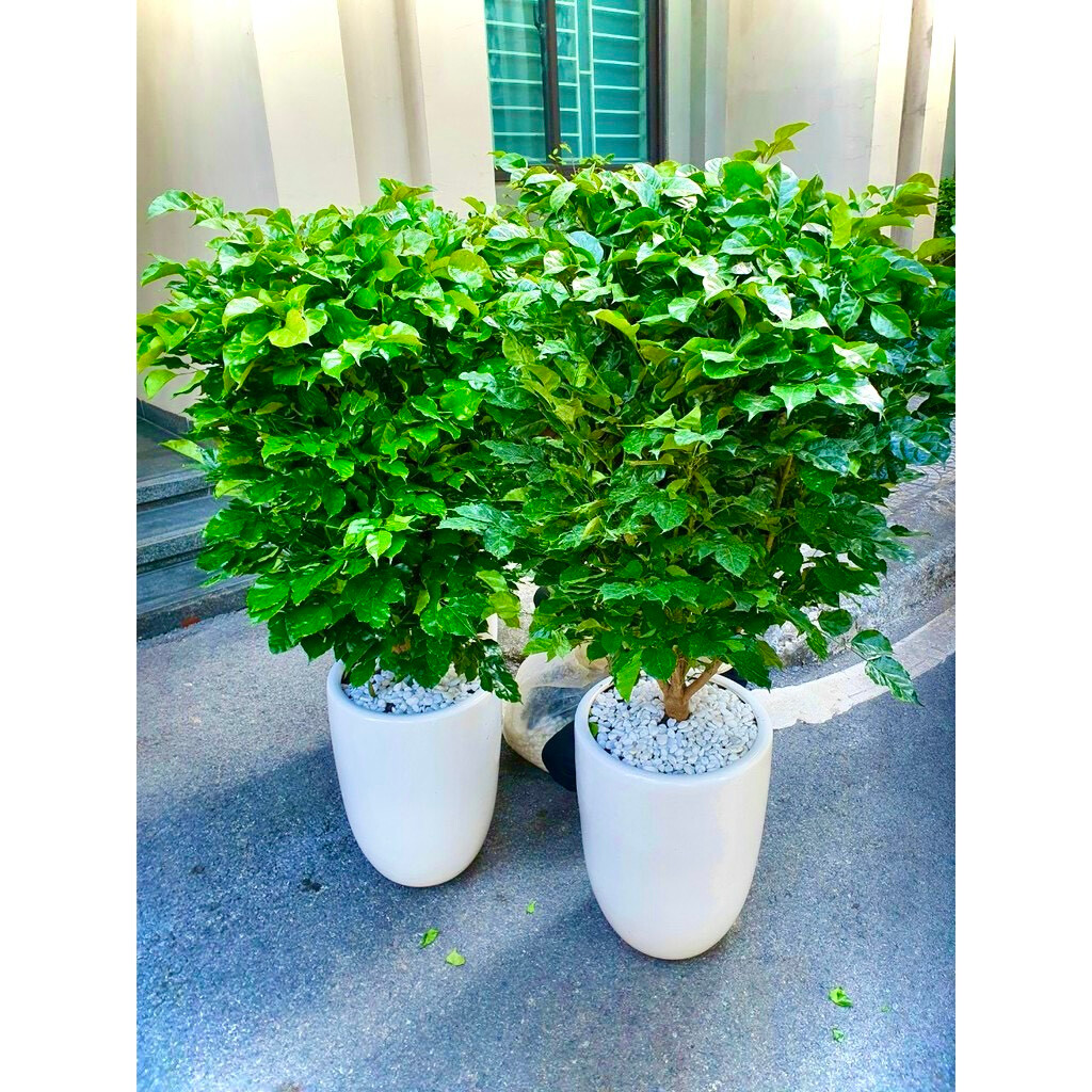 Cây hạnh phúc cao 1m1 - cây nội thất phong thuỷ (ảnh thật số 2)
