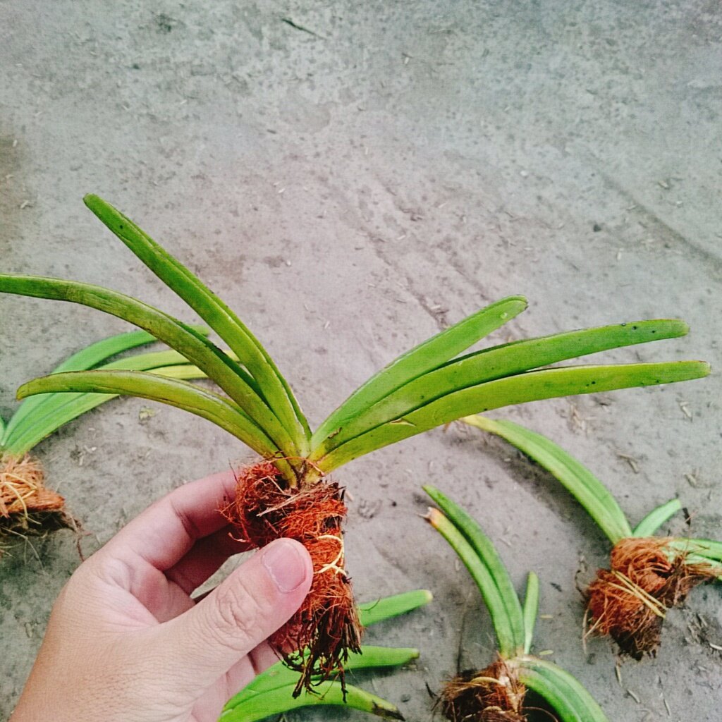 Lan Đuôi Chồn - cây cảnh đẹp