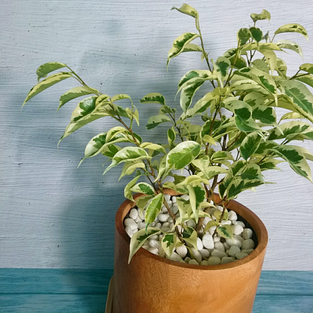 Cây Si Bonsai Cẩm Thạch - cây cảnh bonsai