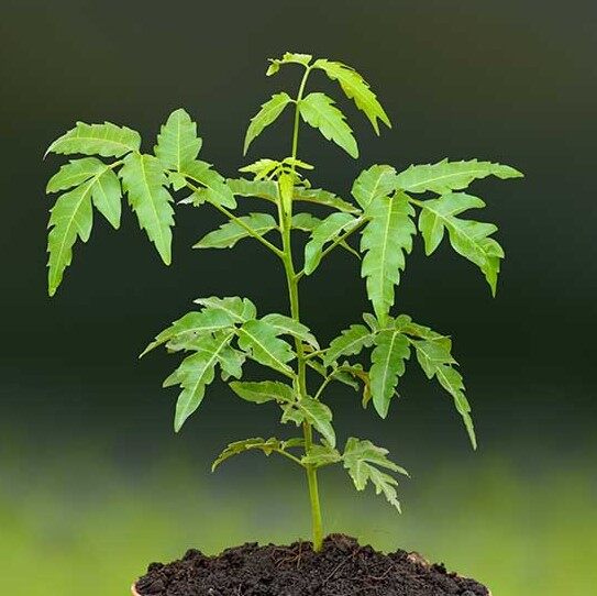 Neem Plant / Neem Tree / Anak Pokok Semambu / Azadirachta indica / Vepellai (Live Plant) Lazada