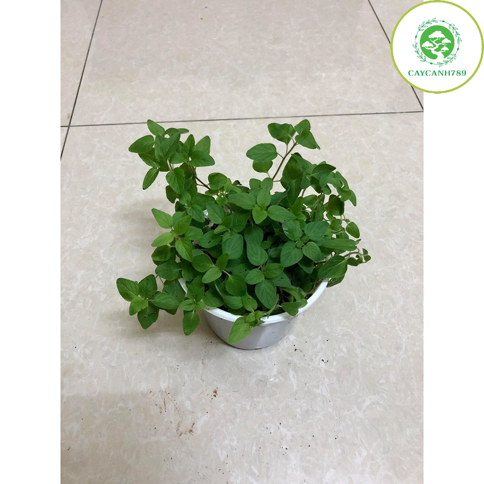 Cây kinh giới dại Oregano - Cây gia vị (Ảnh thật)