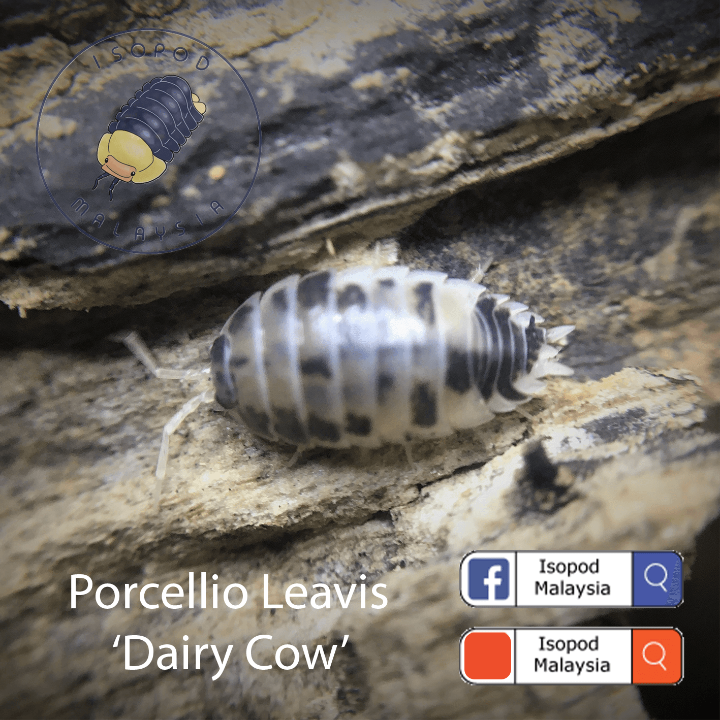 Porcellio Leavis 'Dairy Cow' bioactive terrarium/vivarium/paludarium