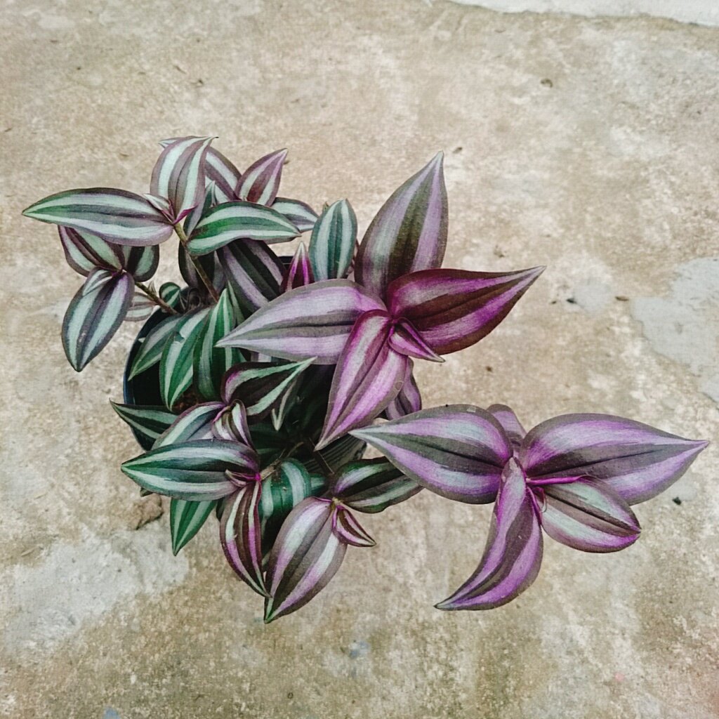 Cây Thài Lài Tía (cây rau chay)