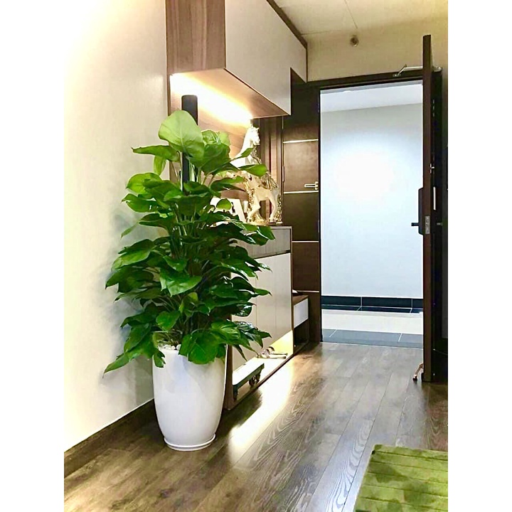 Cây trầu bà cột cao 1m2