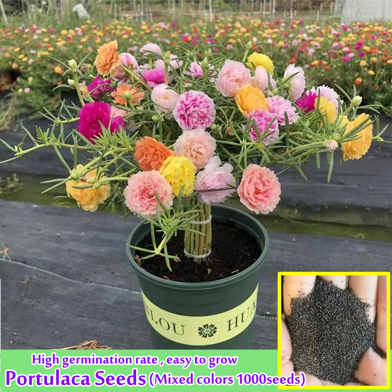 1000pcs Mixed Colors Portulaca Seeds Beautiful Mix Rose Japan Colour
