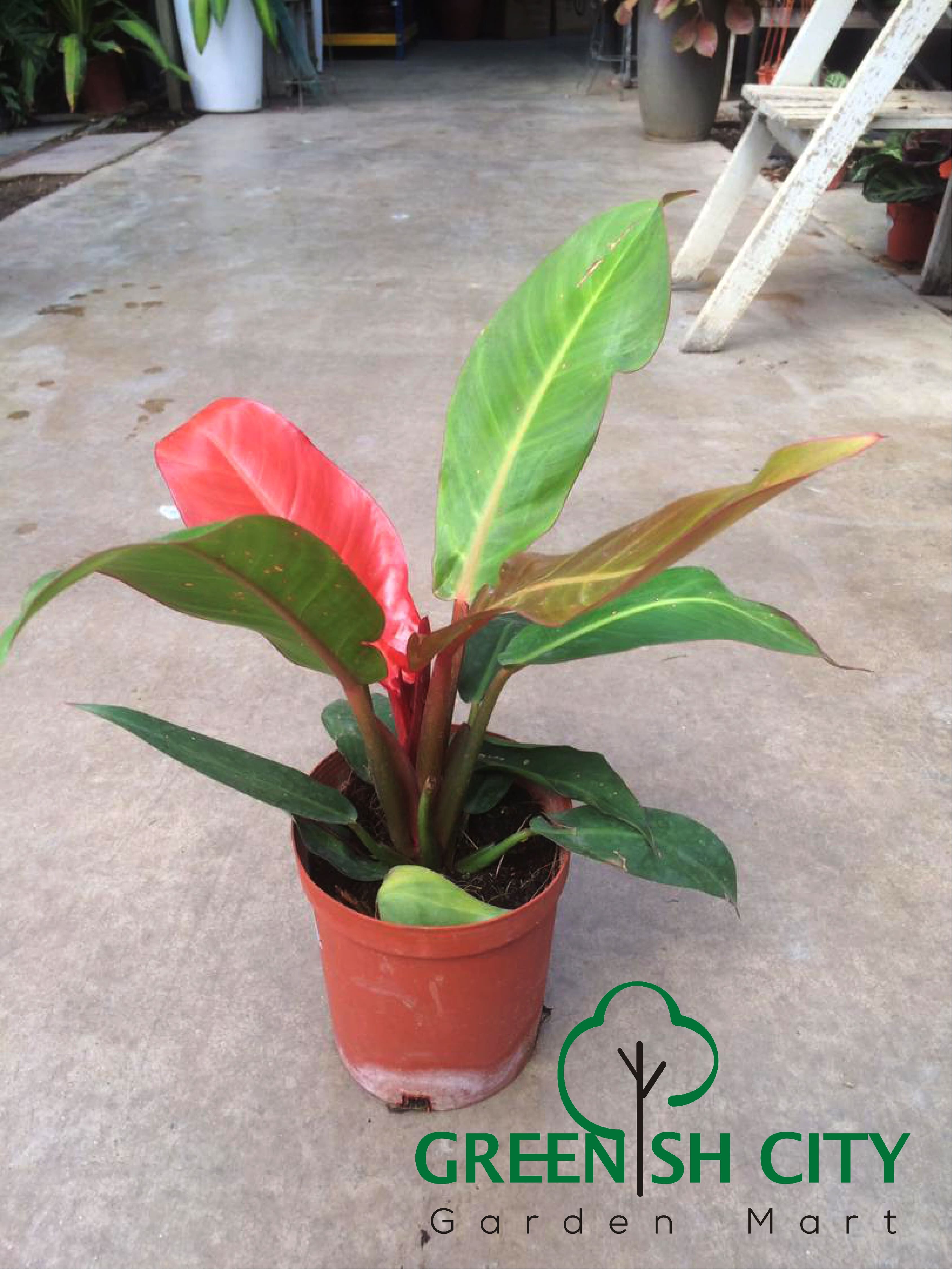 Philodendron Hybrids Live Plant Pokok Lazada