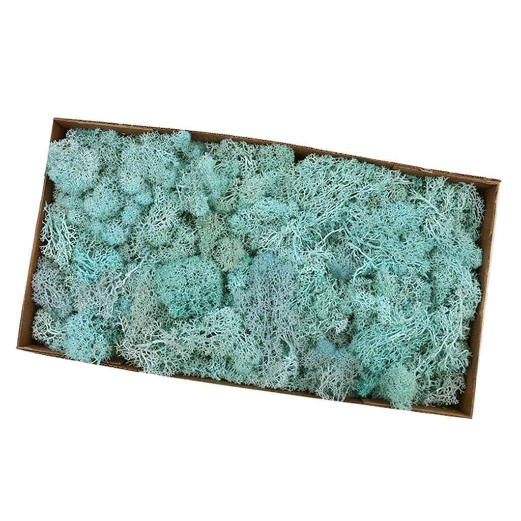 Moon Okey Natural Dried Reindeer Moss Treated Immortal moss Crafts DIY Floral Decor