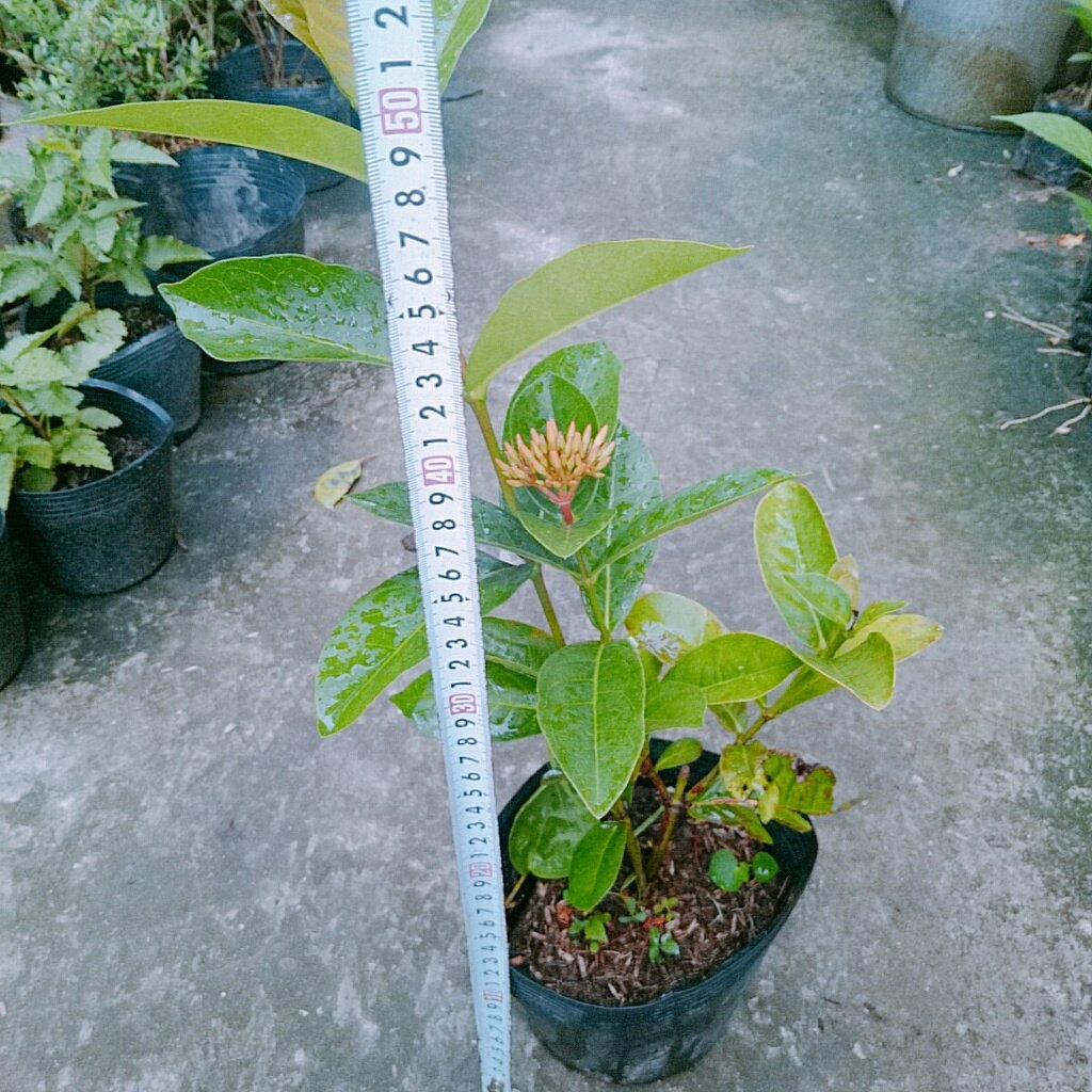 Mẫu Đơn Mỹ Đỏ - cây bông trang mỹ