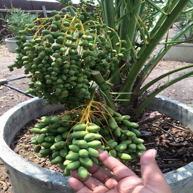 Cây Chà Là Trung Đông (Cây cao 30 - 40cm)