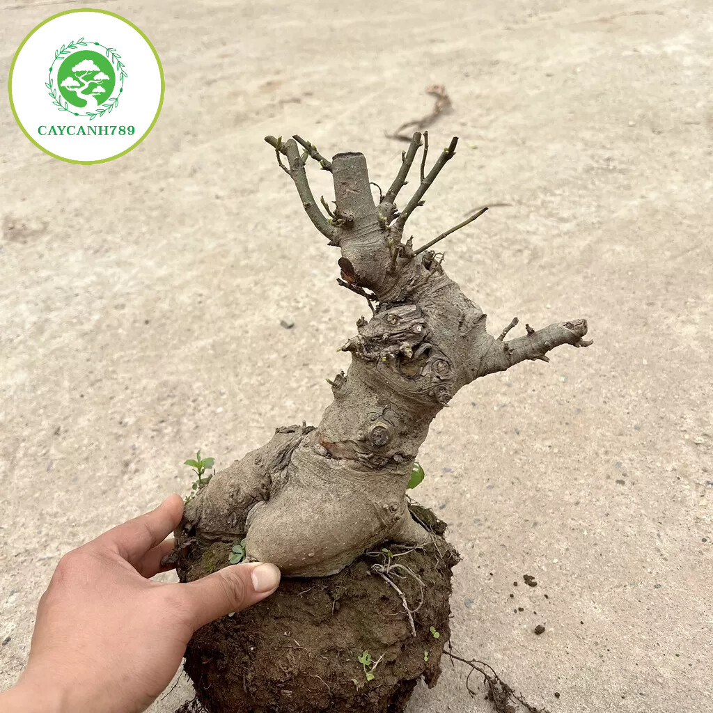 Cây sung phôi bonsai mini( ảnh thật ).