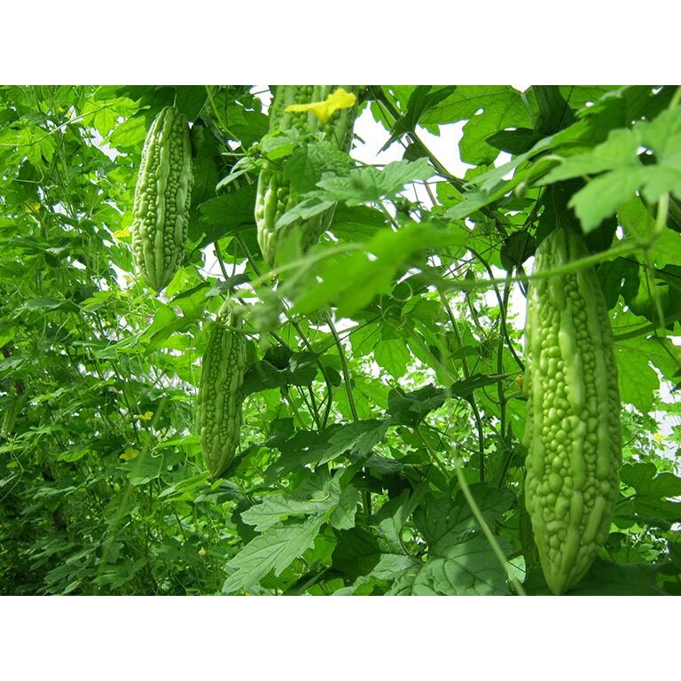 Hạt Giống Mướp Đắng Lai