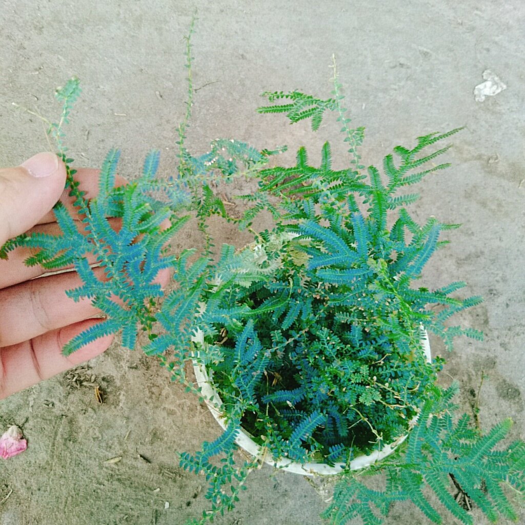 Cây Dương Xỉ Dạ Quang - cây cảnh để bàn