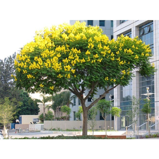 Cây Giáng Hương