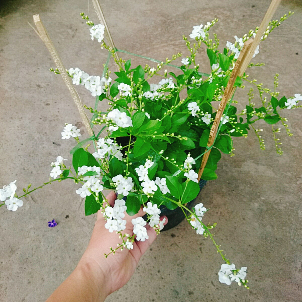 Cây Chuỗi Ngọc Trắng - chuỗi ngọc thái siêu bông