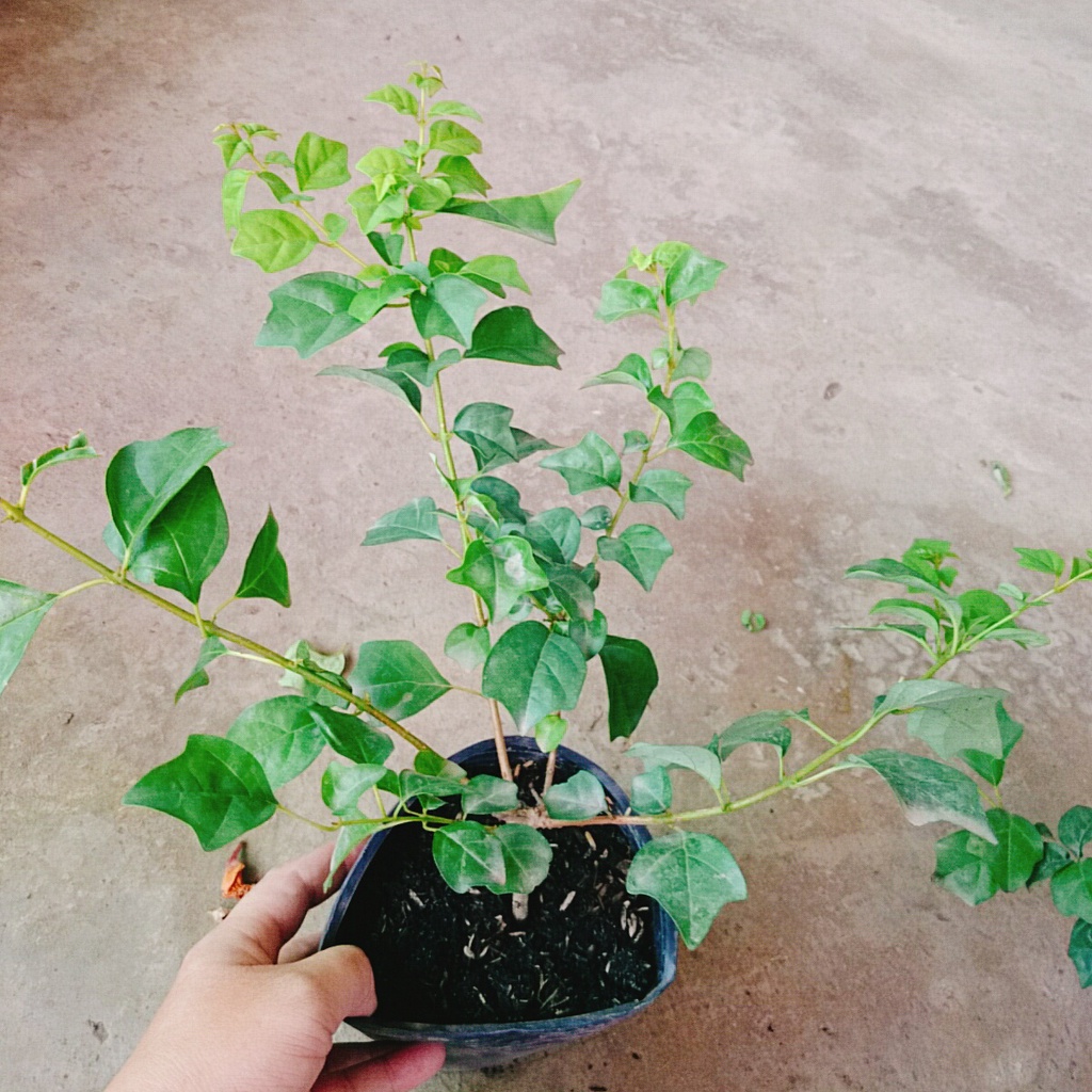 Cây Huyền Trân Công Chúa - cây cảnh đẹp