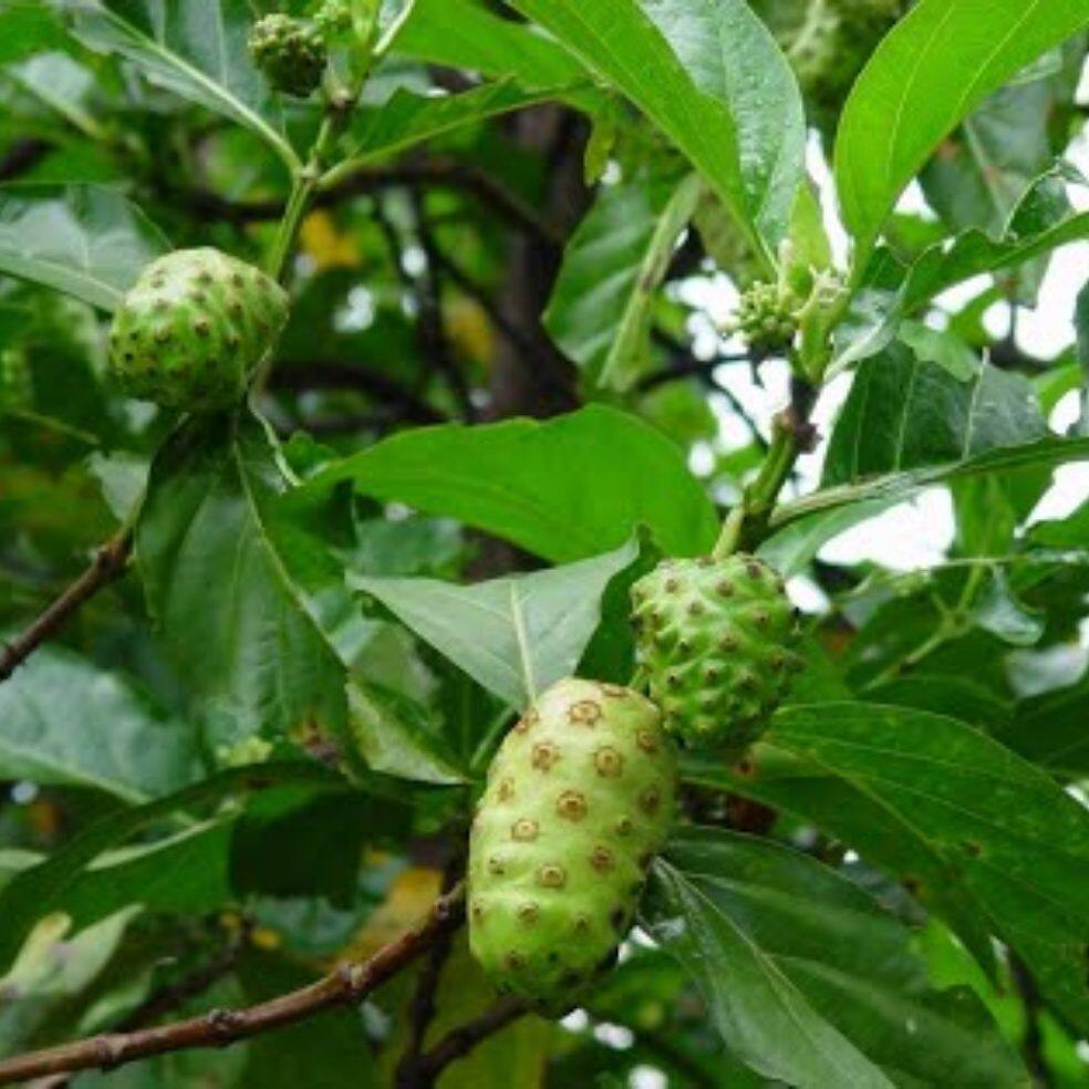 Anak Pokok Mengkudu | Lazada