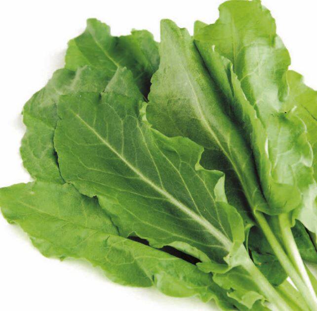 Broadleaf Spinach dock seed Rumex acetosa Lazada