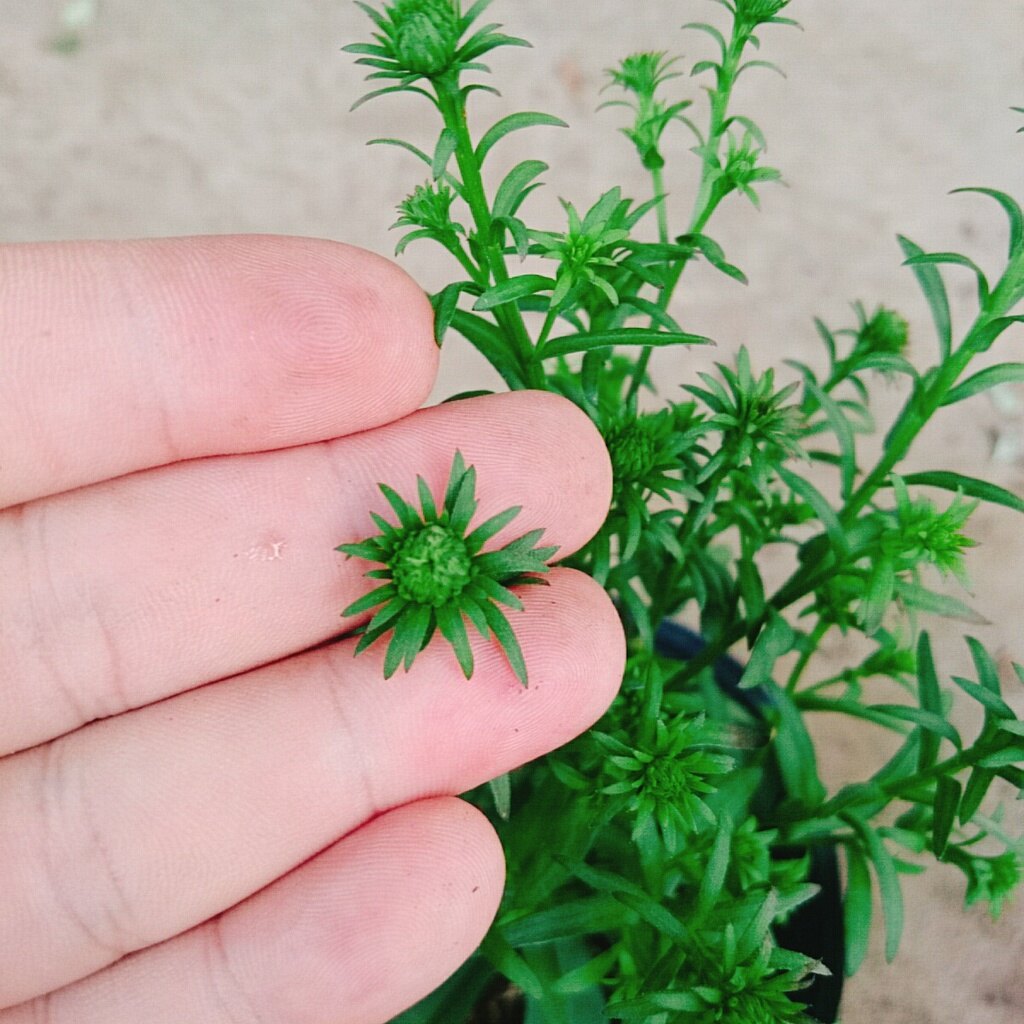 Cây Hoa Thạch Thảo (Trắng) - cây cảnh để bàn