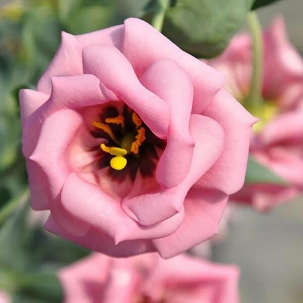 Philippines Ready Stock 300PCS Eustoma Lisianthus Flower Eustoma